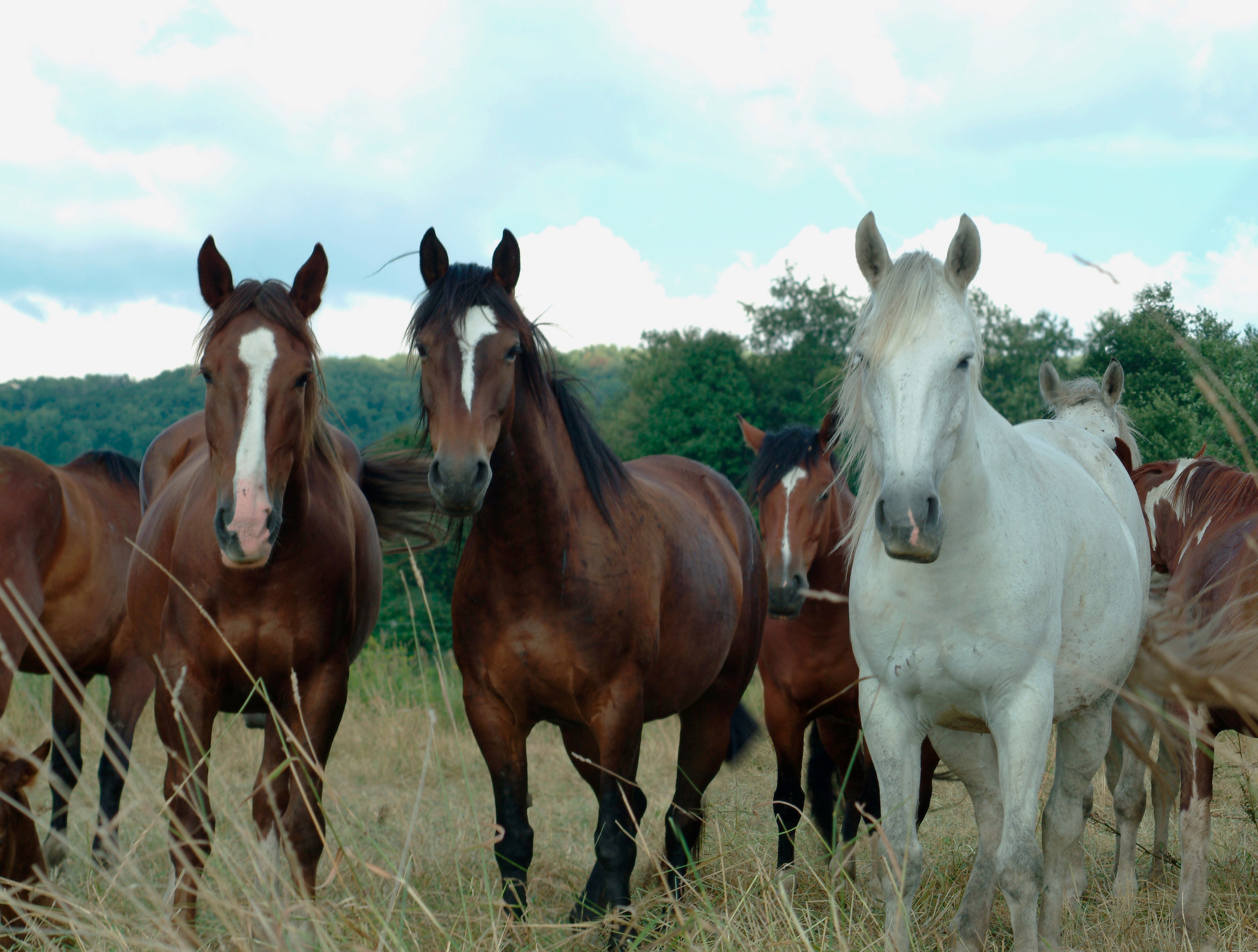 Broncs have arrived for Gerry Rodeo